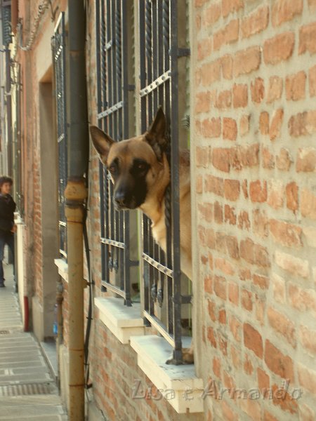 cane prigioniero.jpg